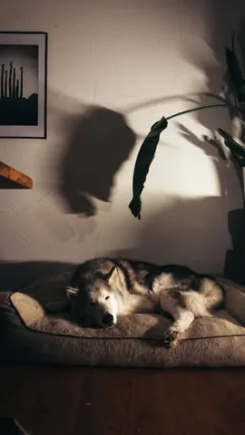 loki Instagram post about Poetic companionship