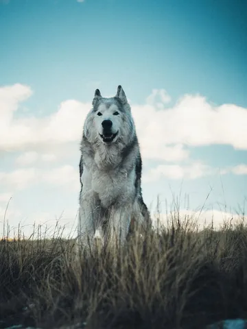 loki Instagram post about End of life care for Loki