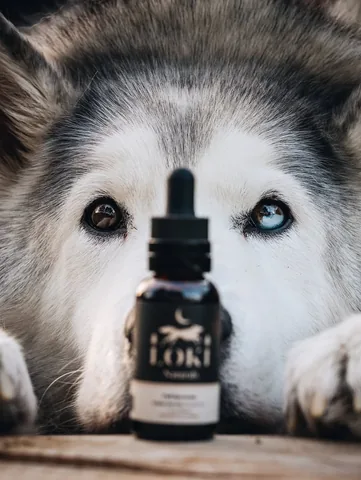 loki Instagram post about CBD products for dogs