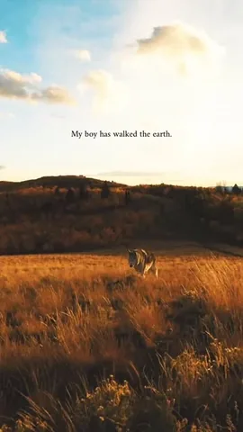Loki the Wolfdog Instagram post thumbnail