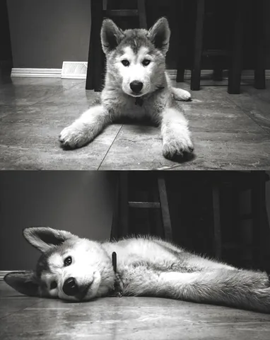 Loki the Wolfdog Instagram post thumbnail