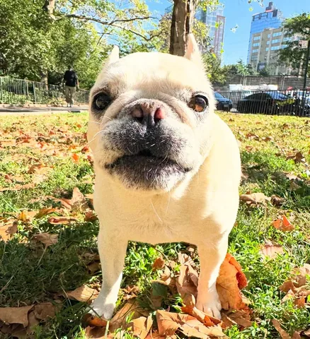 lolabarksdale Instagram post about Autumn leaves