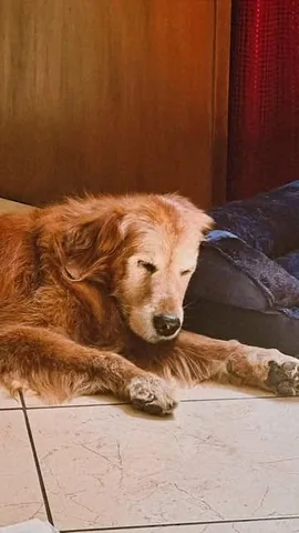 louboutinanyc Instagram post about Dog relaxation