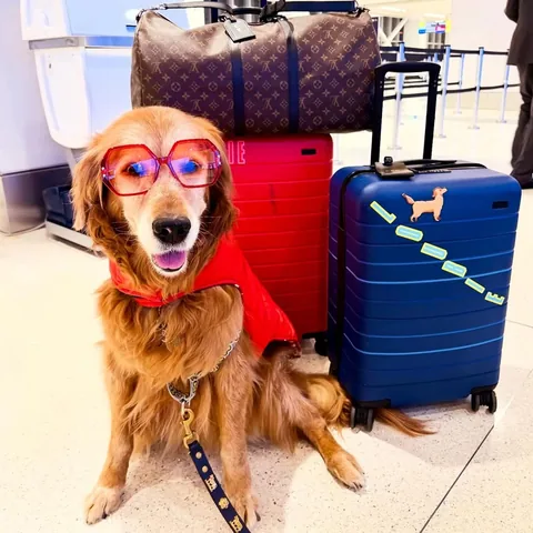 louboutinanyc Instagram post about Traveling with luggage