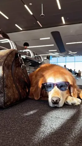 louboutinanyc Instagram post about Dog air travel