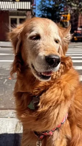 louboutinanyc Instagram post about Dog enjoying sunshine
