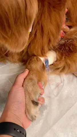 louboutinanyc Instagram post about Loubie’s medical emergency