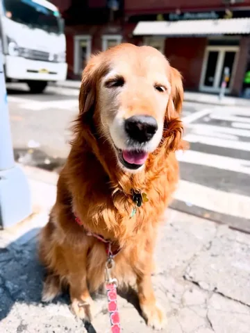 louboutinanyc Instagram post about Dog enjoying sunlight