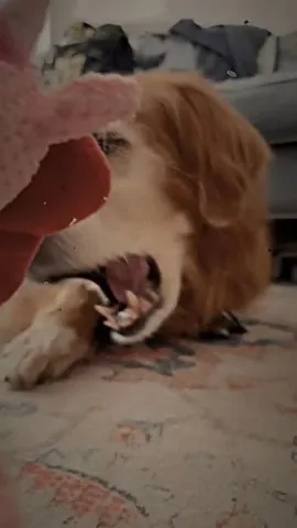 louboutinanyc Instagram post about Playful dog bites