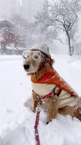 louboutinanyc Instagram post about Dog winter fashion