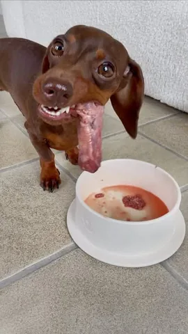 loulouminidachshund Instagram post about Dog diet and feeding