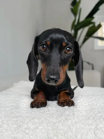 loulouminidachshund Instagram post about Dog portrait