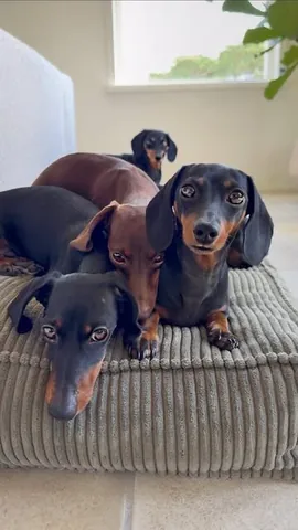 loulouminidachshund Instagram post about Dogs in hot weather