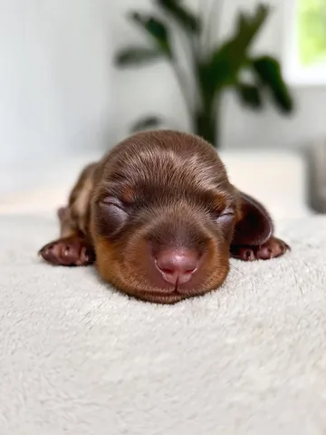 loulouminidachshund Instagram post about Dog portrait
