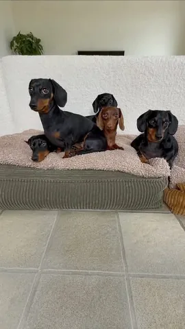 loulouminidachshund Instagram post about Household dogs