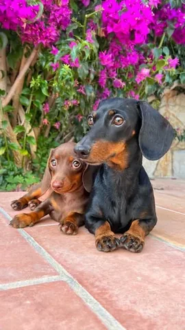 loulouminidachshund Instagram post about Travel plans with dogs