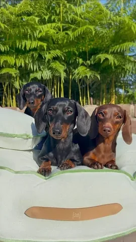 loulouminidachshund Instagram post about Dogs outdoors and pet furniture