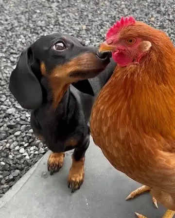 loulouminidachshund Instagram post about Adult friendship humor