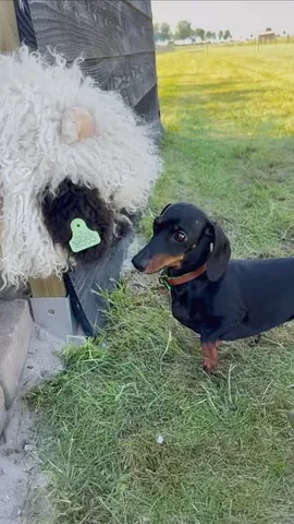 loulouminidachshund Instagram post about Sheep ownership