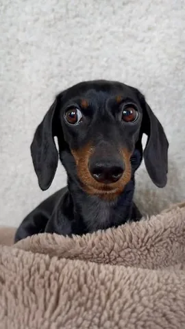 loulouminidachshund Instagram post about Dog preferences