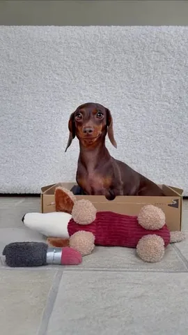 loulouminidachshund Instagram post about Dog behavior