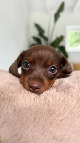 loulouminidachshund Instagram post about Dog birthday