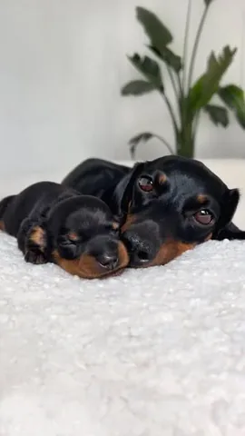 loulouminidachshund Instagram post about Puppy adoption and family dogs
