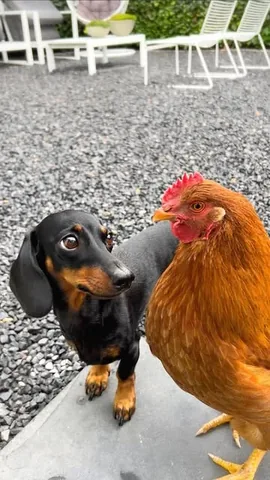 loulouminidachshund Instagram post about Dog behavior