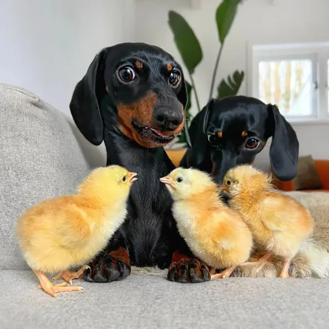 loulouminidachshund Instagram post about Dog and chick interaction