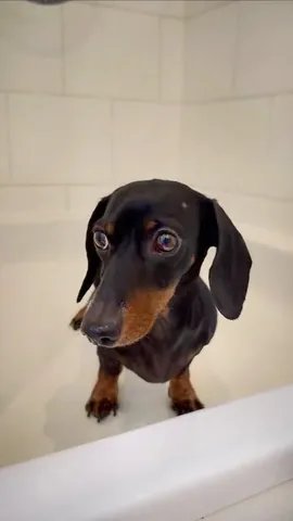 loulouminidachshund Instagram post about Dog grooming and care