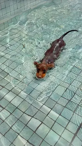 loulouminidachshund Instagram post about Dog personality