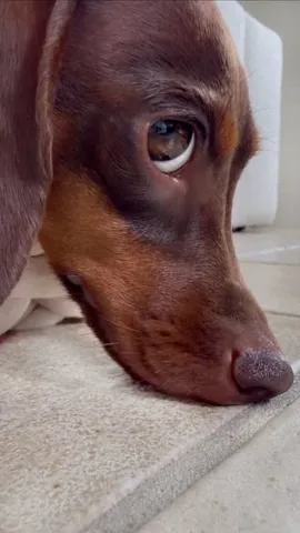 loulouminidachshund Instagram post about Dog relaxation