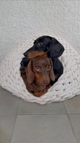 loulouminidachshund Instagram post about Dog behavior