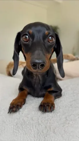 loulouminidachshund Instagram post about Dog weight information