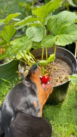 loulouminidachshund Instagram post about Dog in the garden