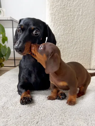 loulouminidachshund Instagram post about Dog portrait