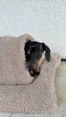 Loulou, Coco & Chouchou Instagram post thumbnail