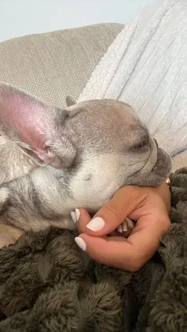 luluthelilacfrenchie Instagram post about French bulldog companionship