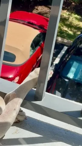luluthelilacfrenchie Instagram post about Humorous reaction