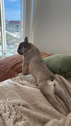 luluthelilacfrenchie Instagram post about Pet behavior