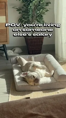 luluthelilacfrenchie Instagram post about Humorous reaction
