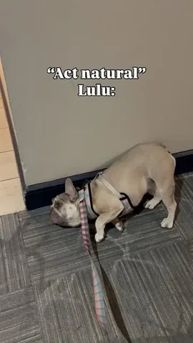 luluthelilacfrenchie Instagram post about Pet behavior