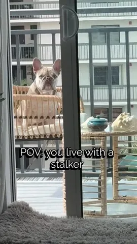 luluthelilacfrenchie Instagram post about Reaction