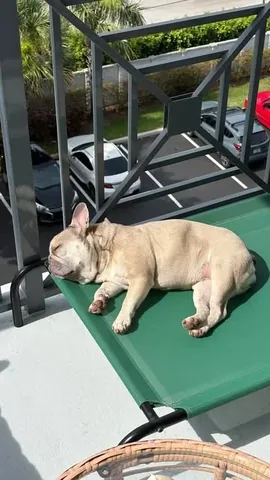 luluthelilacfrenchie Instagram post about Food and pets