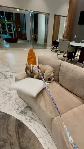 luluthelilacfrenchie Instagram post about Pet behavior