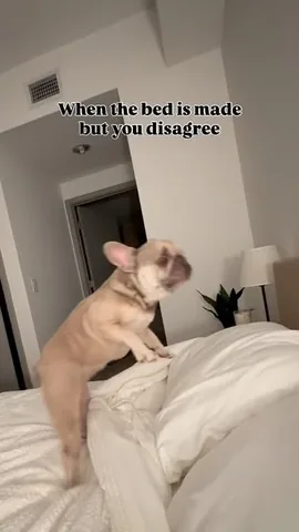 luluthelilacfrenchie Instagram post about Pet behavior