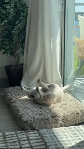 luluthelilacfrenchie Instagram post about Pet companionship