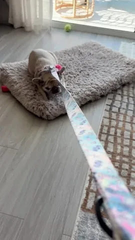 luluthelilacfrenchie Instagram post about Pet humor