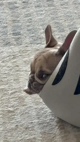 luluthelilacfrenchie Instagram post about Pet behavior