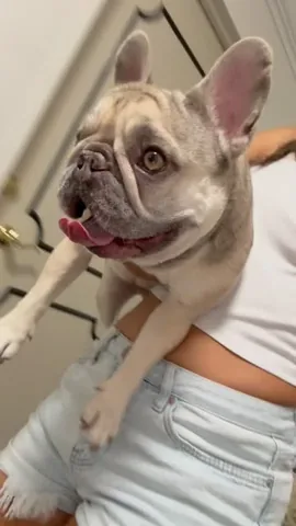 luluthelilacfrenchie Instagram post about Pet adventure